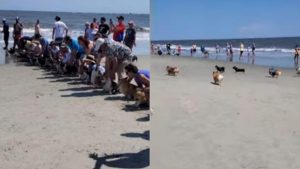 Divertida Carrera De Perros Es Viral En Youtube Fmdos