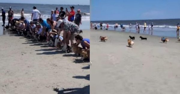 Divertida Carrera De Perros Es Viral En Youtube Fmdos