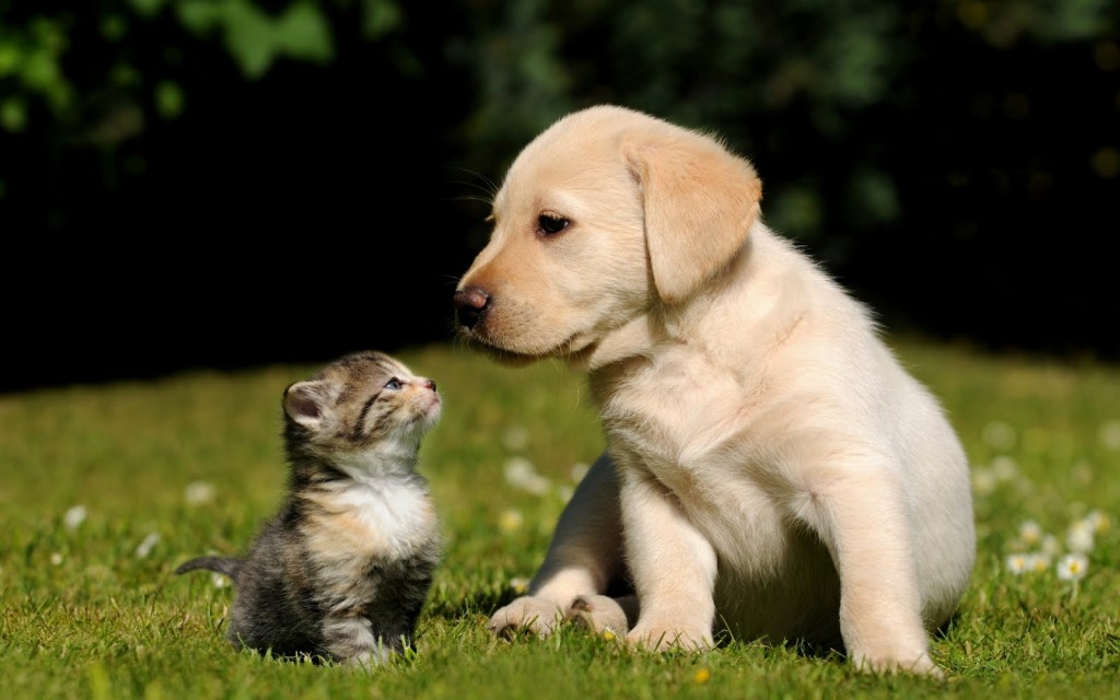 amigos-inseparables-el-perrito-y-el-gatito-kitten-and-puppy-cute-friends-1920x1200-