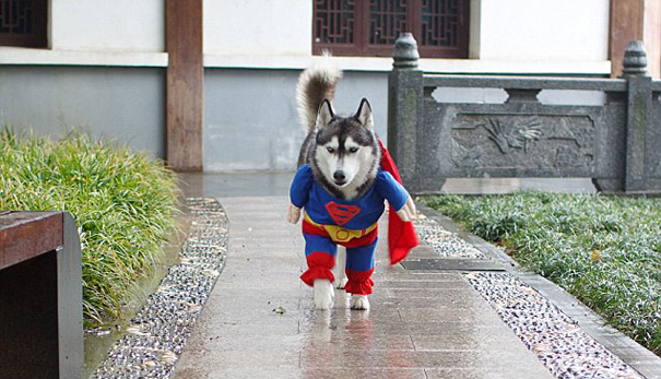 husky-superman-1