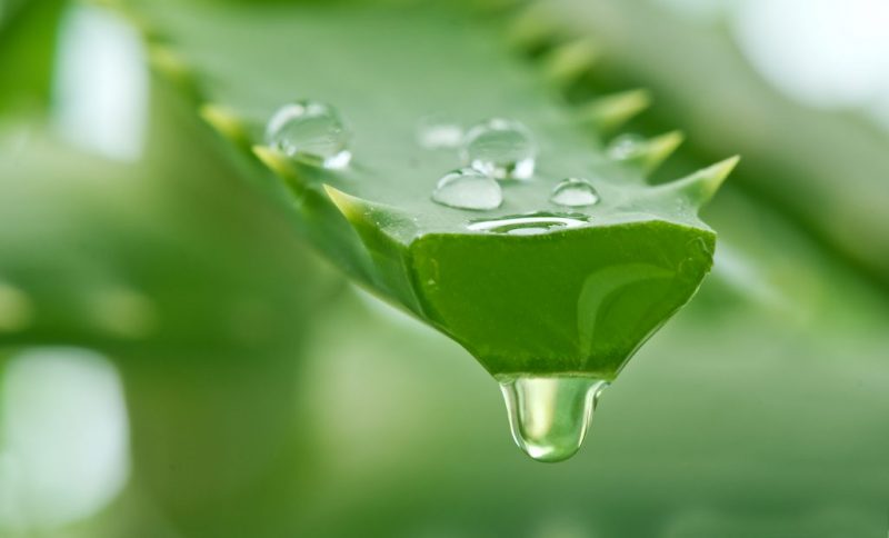 Aloe Vera para evitar las manchas en la piel