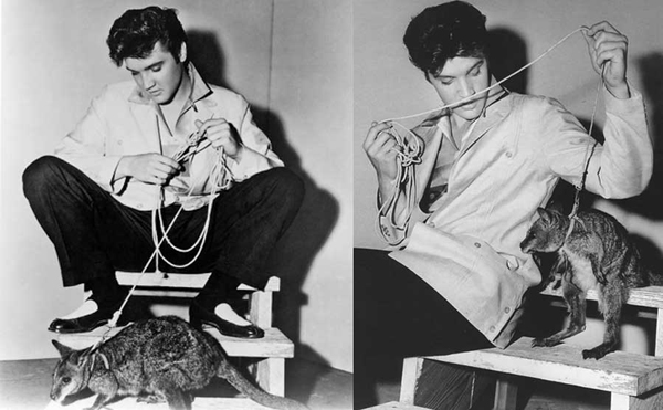 El agente de Elvis Presley le regaló un canguro. 