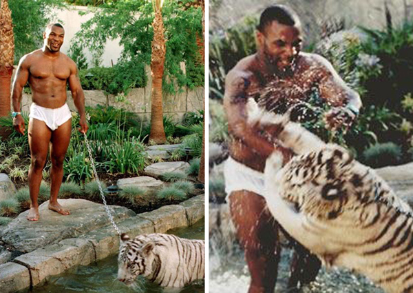 Mike Tyson tuvo un tigre. 