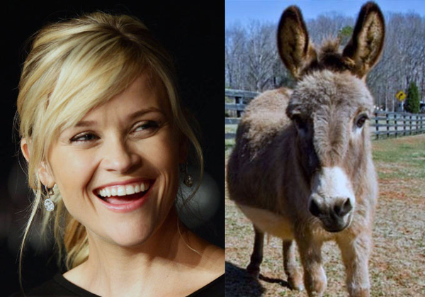 Reese Witherspoon tiene dos burros: Honky and Tonky. 