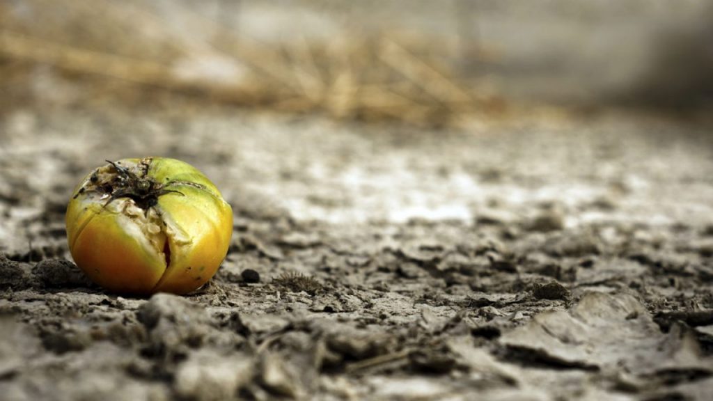 Consecuencias Comida Cambio Climatico