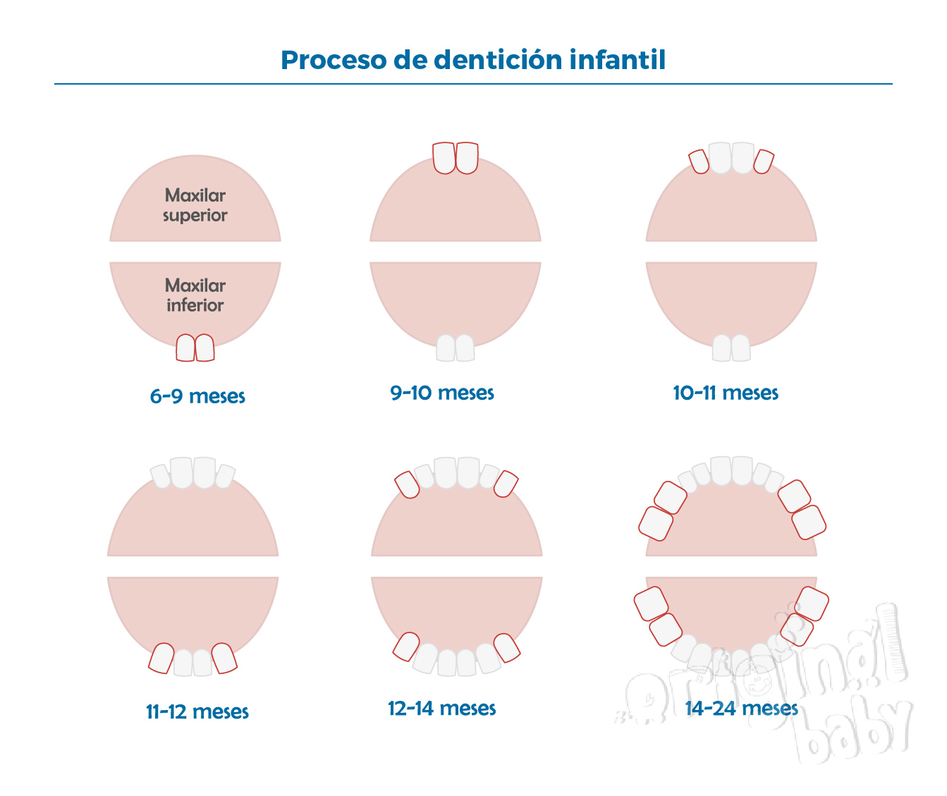 ¿tu Hijo Tiene Sus Primeros Dientes Conoce Todo Sobre La Dentición — Fmdos 