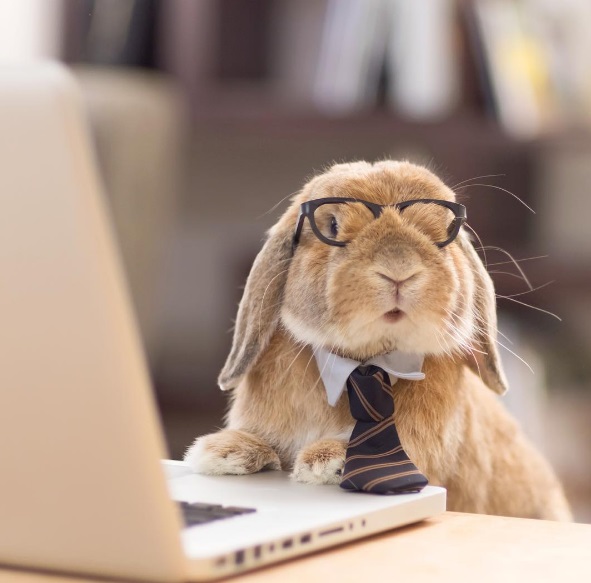 Él es el conejo más tierno y estiloso de Instagram — FMDOS