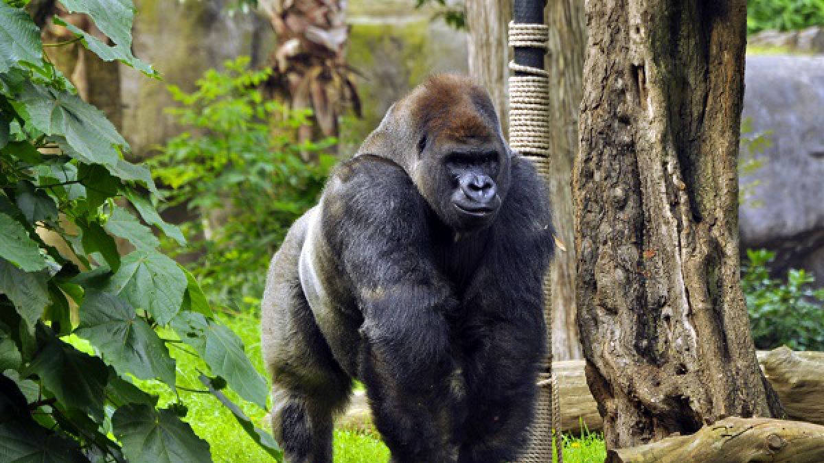 Gorila en peligro de extinción fue sacrificado en ...