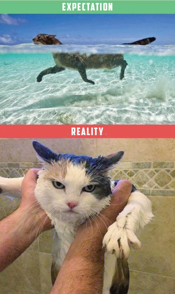 expectativa vs realidad animales 2