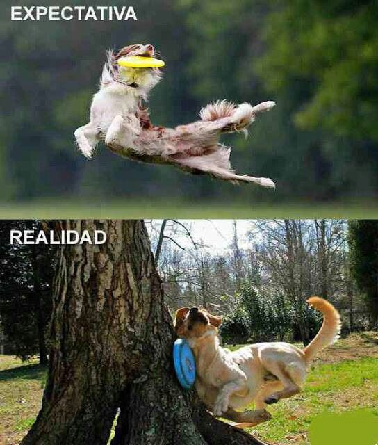 expectativa vs realidad animales 3