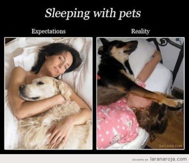 expectativa vs realidad animales 4