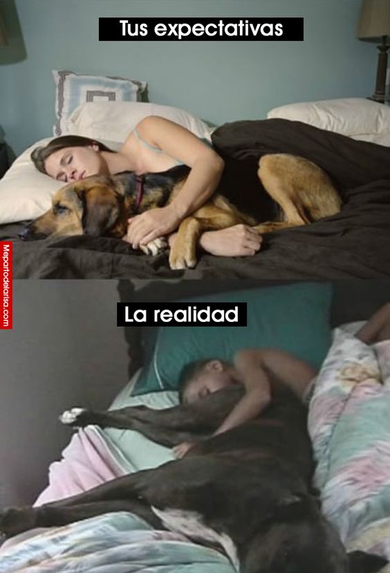 expectativa vs realidad animales 5