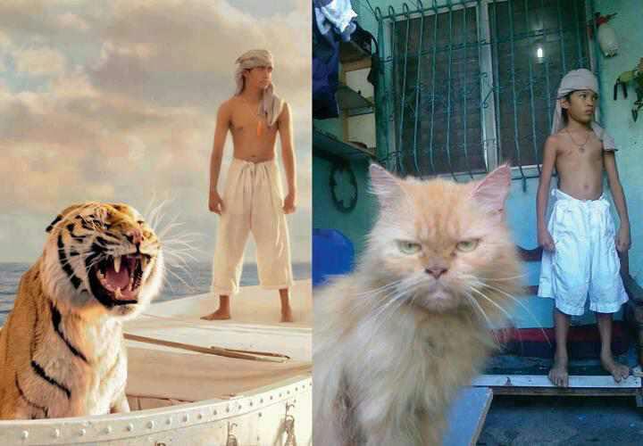 expectativa vs realidad animales