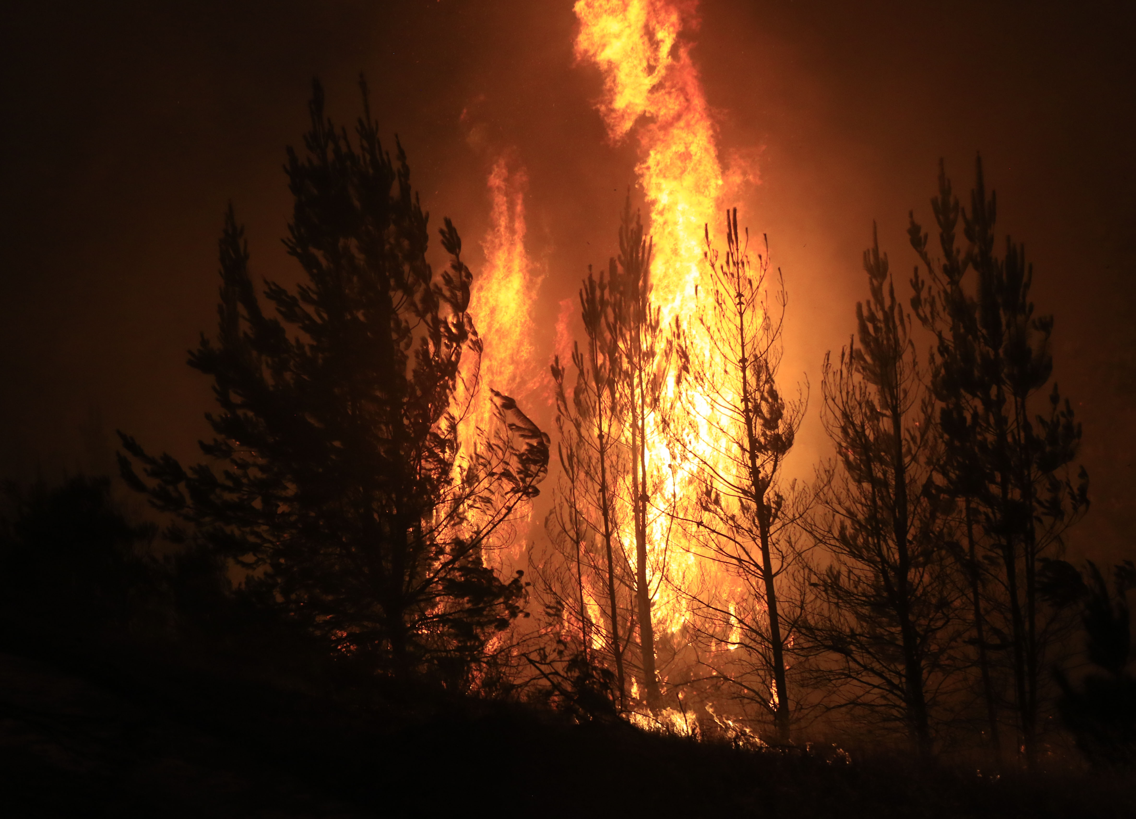 10 mitos y verdades sobre los incendios forestales — FMDOS