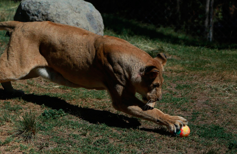 ¡Aww! Graban a animales del Buin Zoo buscando huevitos de pascua