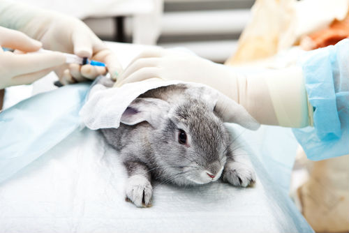 Por qué los conejos son utilizado para experimentación animal en  laboratorios? — FMDOS