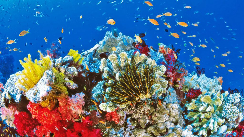 Gran Barrera de Coral de Australia