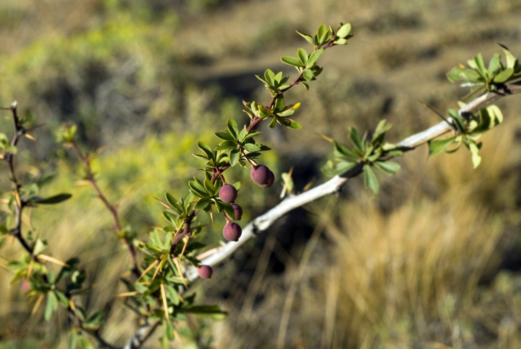 Calafate: Beneficios y recetas para disfrutar este poderoso