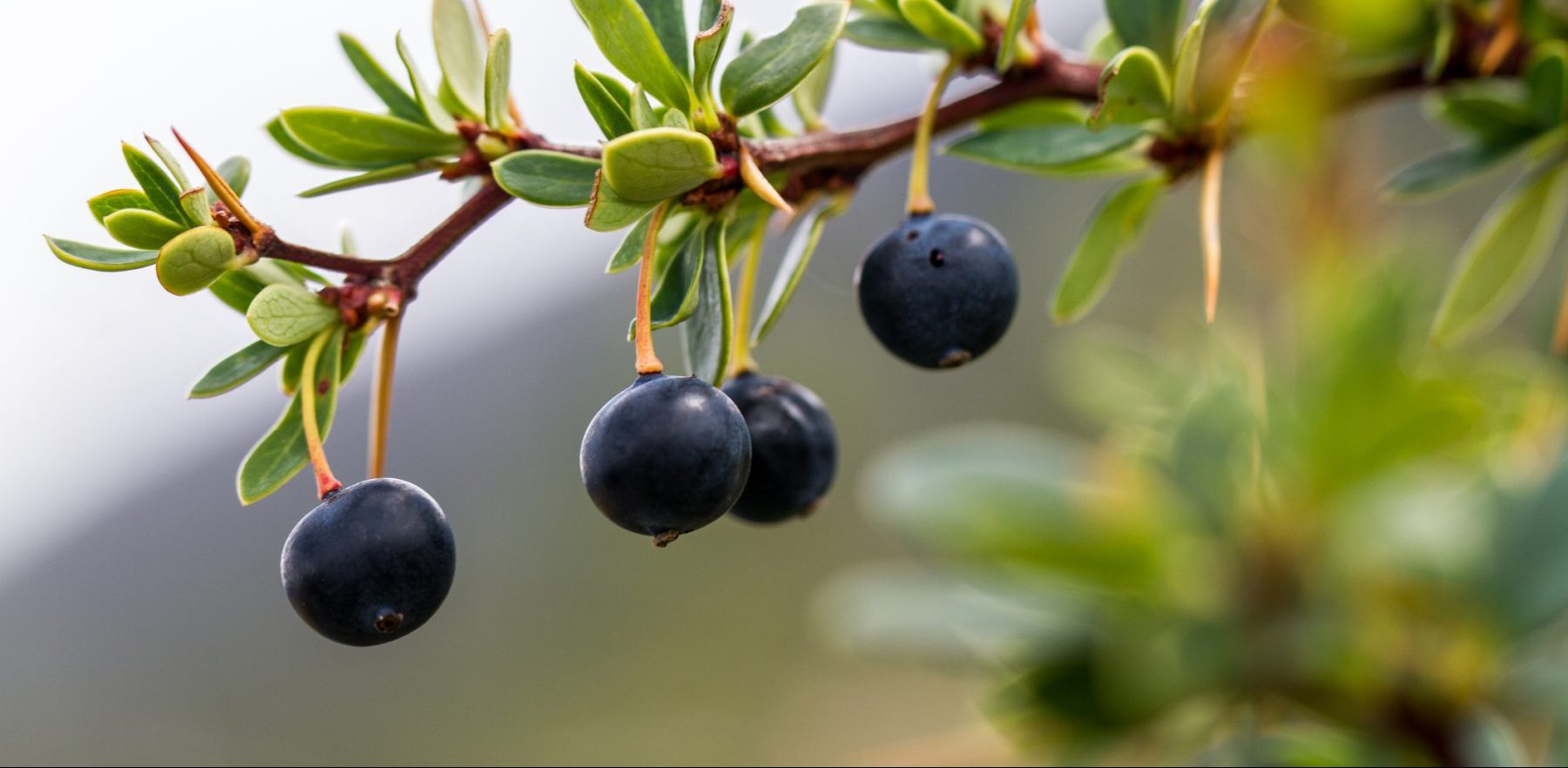 Calafate Berries