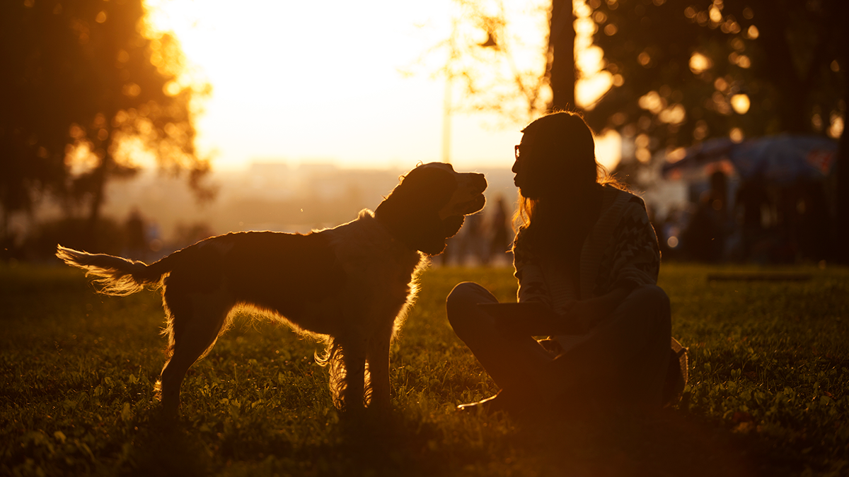 Amor por tu perro