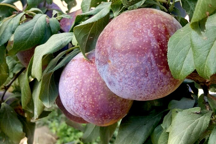 Ciruelo japonés variedad