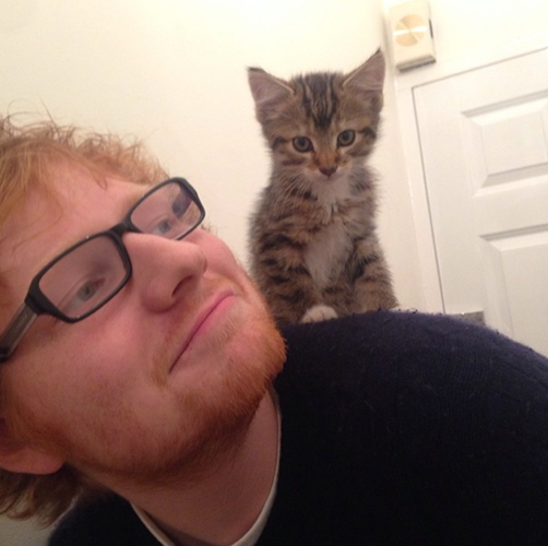 Gatos Ed Sheeran