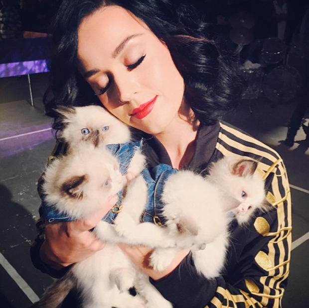 Gatos Katy Perry