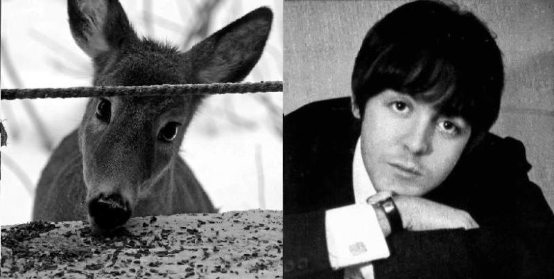 Paul McCartney