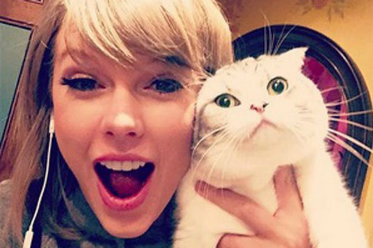 Gatos Taylor Swift