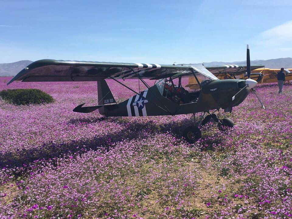 Desierto florido pilotos