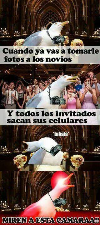 Gaviota intensa meme