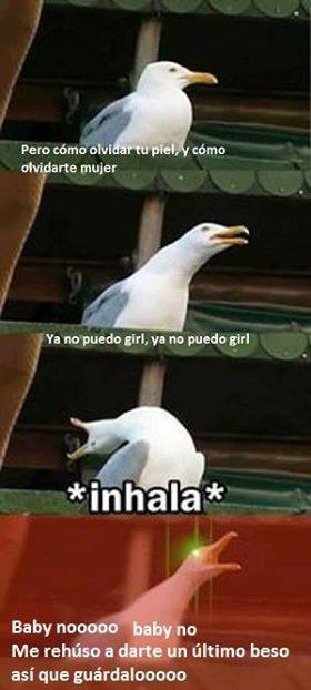 Gaviota intensa meme