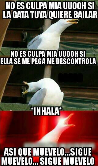 Gaviota intensa meme