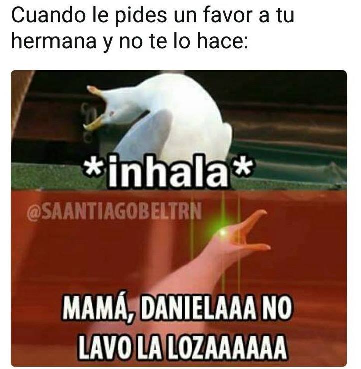 Gaviota intensa meme