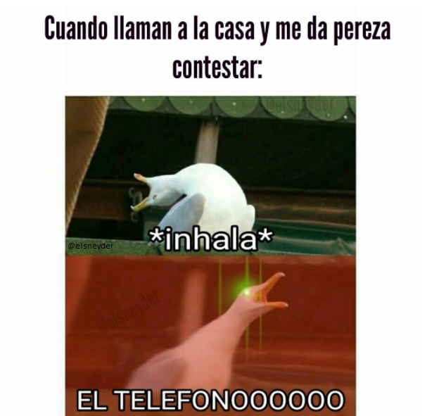 Gaviota intensa meme