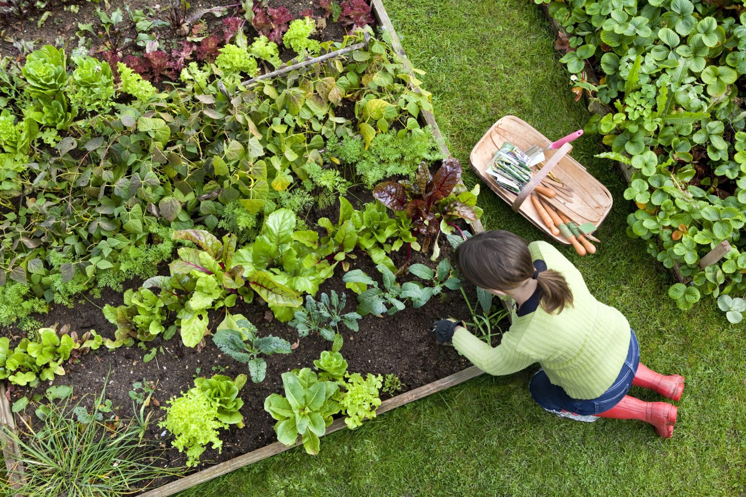  jardinería