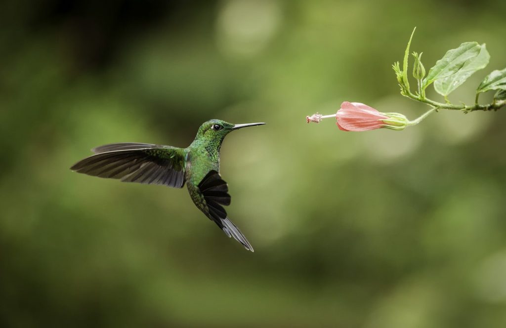 Colibri