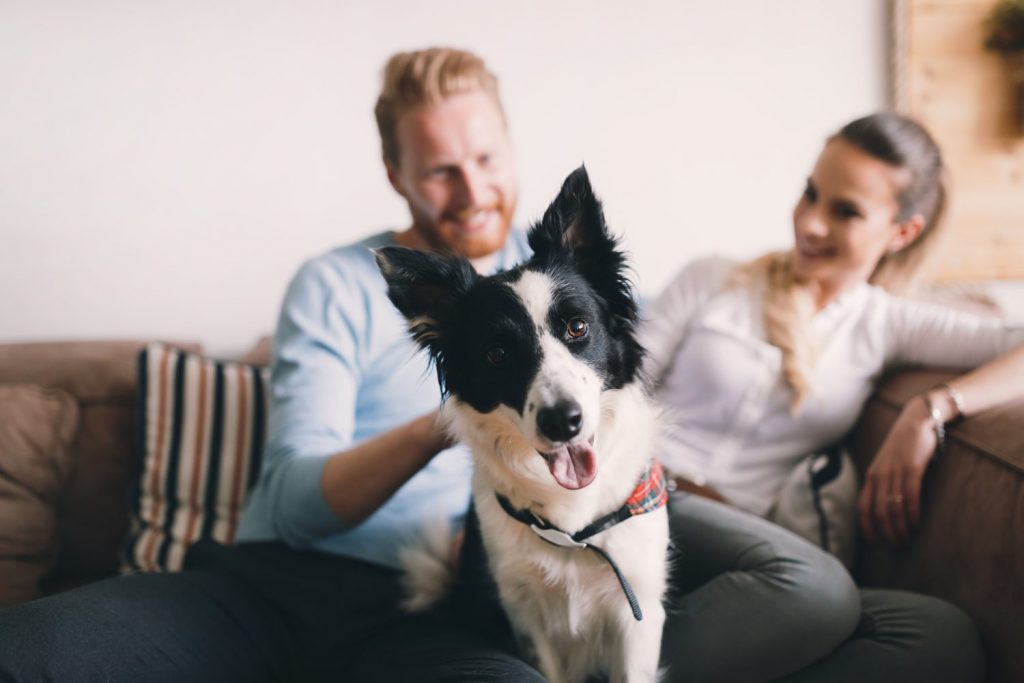 Perros pareja