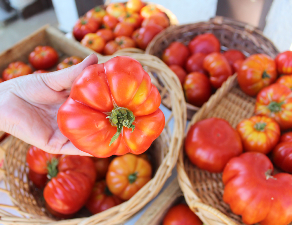 Tomate Limache