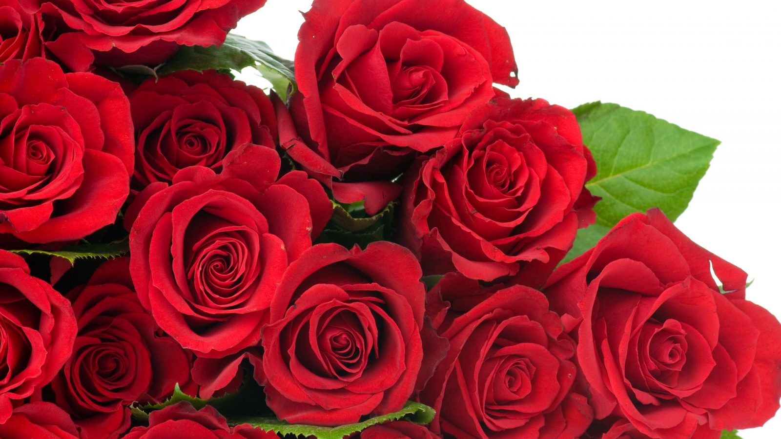 Rosas rojas