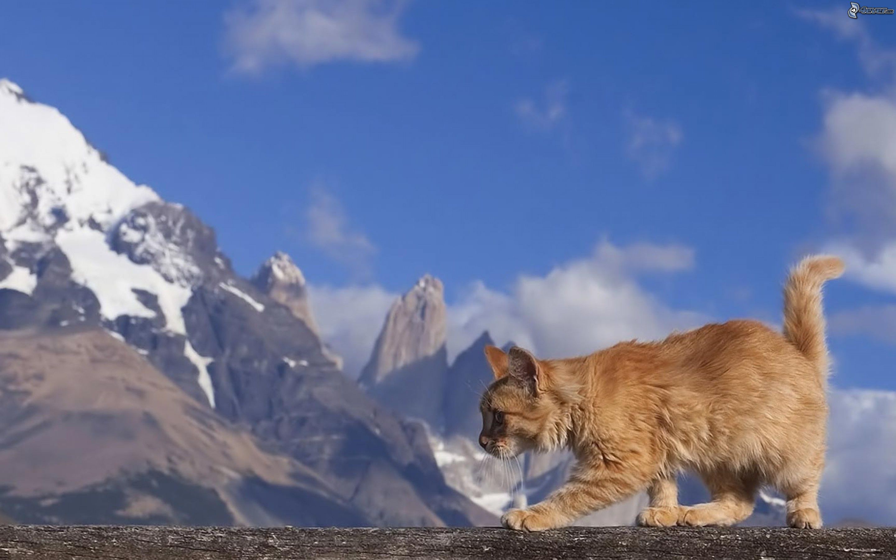 Далекий кот. Кот в горах. Гора кошка. Кот на фоне гор. Рыжий кот в горах.