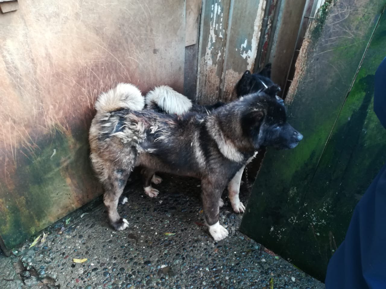 Perros Akitas incautados