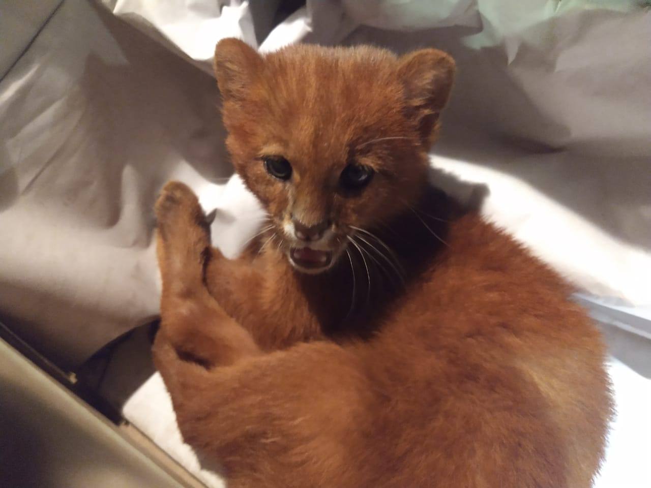 gato encontrado por joven era realmente un felino salvaje