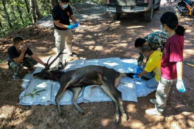 ciervo con kilos de plástico 