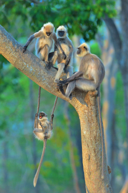 Comedy Wildlife Photography