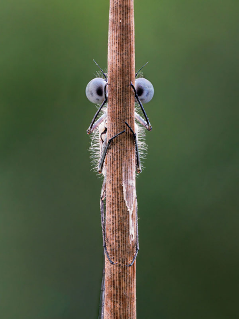 Foto de Tim Hearn, ganador en la categoria Spectrum Photo Creatures of the Air.