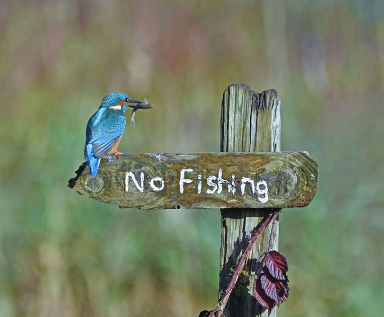 Comedy Wildlife Photography