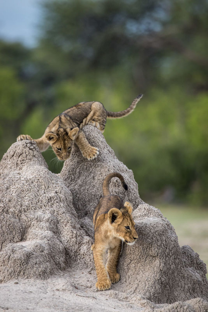 Foto de Olin Rogers, ganador de la categoría Think Tank Photo Junior.