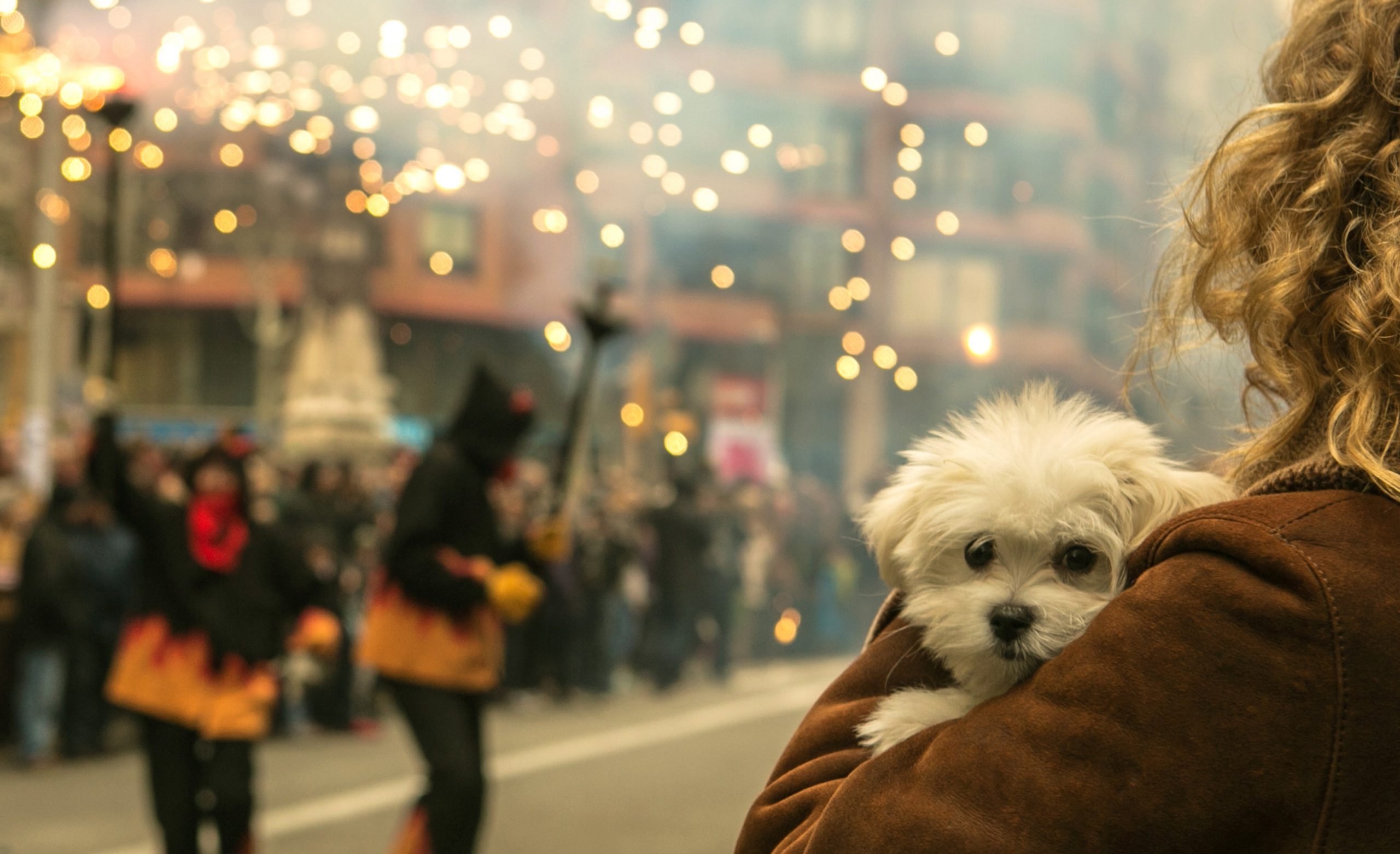 consejos para tranquilizar a mascotas por fuegos artificiales