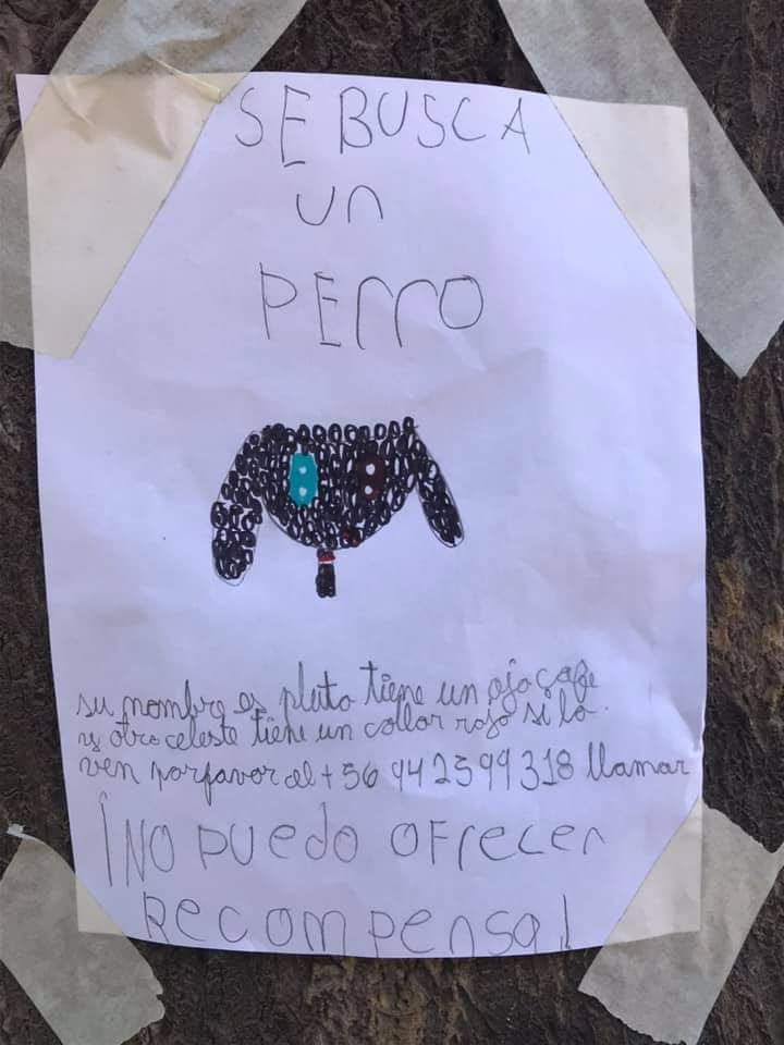 perrito